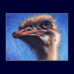 Ostrich Post Card postcards