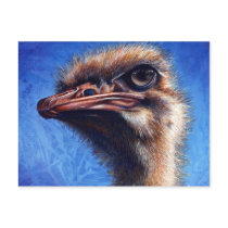 Ostrich Post Card