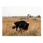 ostrich post cards