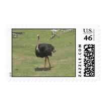 Ostrich postage