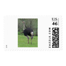 Ostrich postage