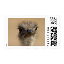 ostrich postage