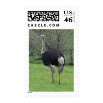 Ostrich postage