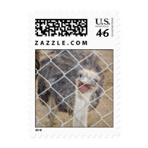 Ostrich postage