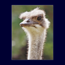 Ostrich! postcards