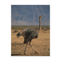 Ostrich Postcards