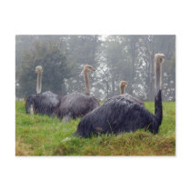 Ostrich Postcard