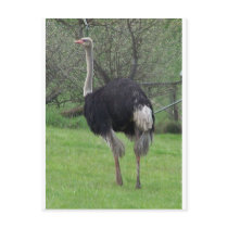 Ostrich Post Card