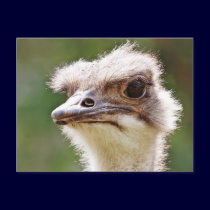 Ostrich! postcards