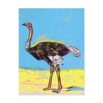 Ostrich Post Card