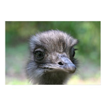 Ostrich posters