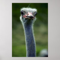 Ostrich Print