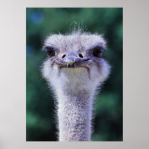 Ostrich Poster