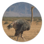 Ostrich Profile