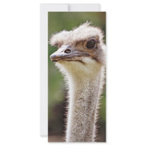Ostrich! rack cards