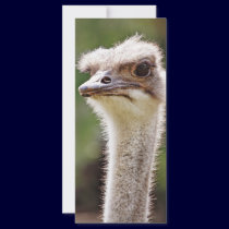Ostrich! rack cards
