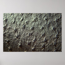 Ostrich Skin Leather Poster
