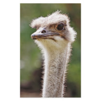 Ostrich! stationery by madmerv Ostrich! stationery
