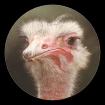 Ostrich sticker stickers