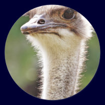 Ostrich! stickers