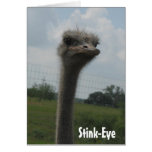 Ostrich Stink-Eye notecard