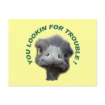 Ostrich trouble post card