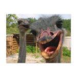 Ostrich What's Up Couple Postcard postcard