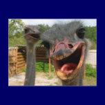 Ostrich What's Up Couple Postcard postcards