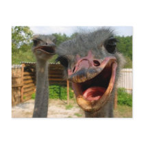 Ostrich What's Up Couple Postcard