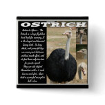 Ostrich Buttons and Ostrich Pins Ostrich Buttons and Ostrich Pins