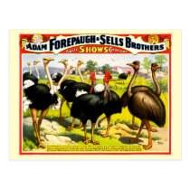 Ostriches 1898 Promotional Poster Card postcards