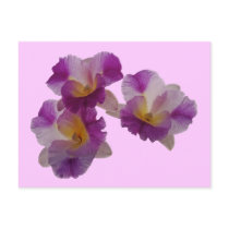 Otaara Orchid postcards