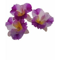 Otaara Orchid t-shirts