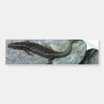Otago Skink Bumper Sticker