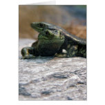 Otago Skink Greeting Card