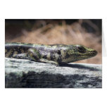 Otago Skink Greeting Card