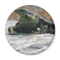 Otago Skink Refrigerator Magnet