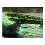 Otago Skink Post Card
