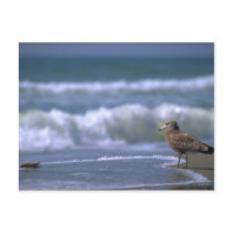 other side of sea postcards