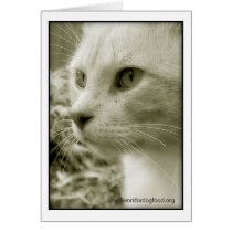 Otis Card cards