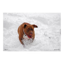 Otis in the Snow posters by PitBullPros Otis in the Snow posters