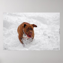 Otis in the Snow Print