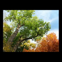 Otoño posters