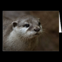 Otter cards