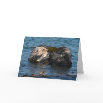 Otter cleaning friend cards