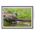 Otter family group cards by nightsky Otter family group cards