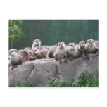 Otter family post card