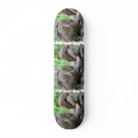 Otter Habitat Skateboard