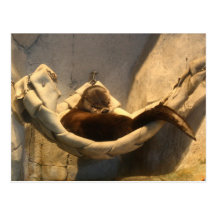 Otter In Hammock Post Card