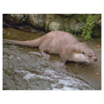 Otter in Spey Valley, Highland of Scotland Flyer Design